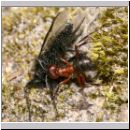 Formica -Serviformica- sanguinea - Blutrote Raubameise 08 9mm - mit Bibio sp-Haarmuecke.jpg